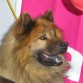 Eros De E. es el unico eurasier Español que tiene los titulos de Campeon Mundial, Internacional, España, Portugal, Gibraltar, Del Club los años 2001, 02, 03, Nombrado por el eurasier club de España mejor eurasier criado en España y subcampeon de Europa, B.I.S. Monografica, siendo el unico eurasier Español que gano exposiciones en Francia